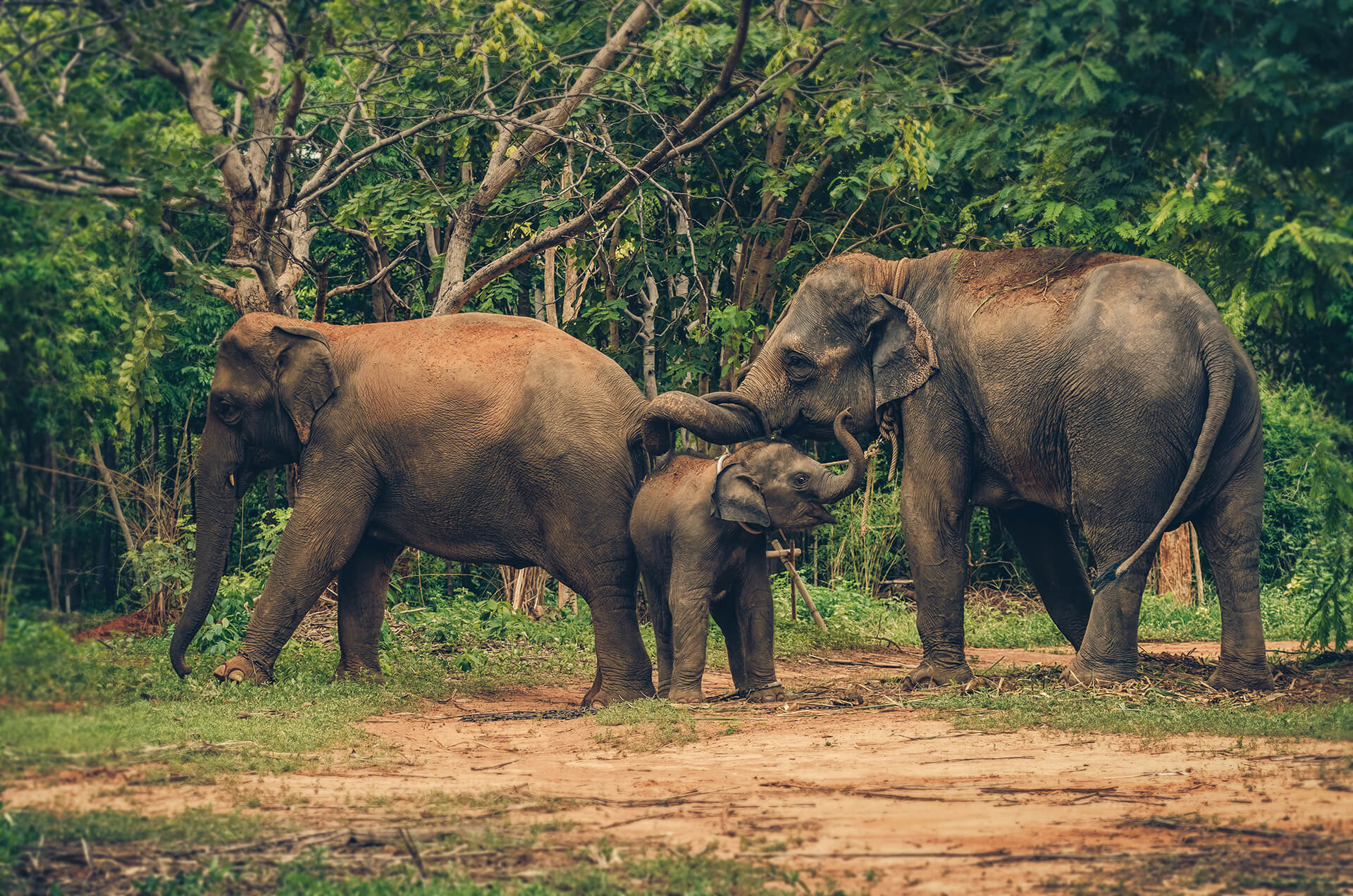 family-elephants-in-the-forest-animal-education-c-2024-02-23-05-04-22-utc