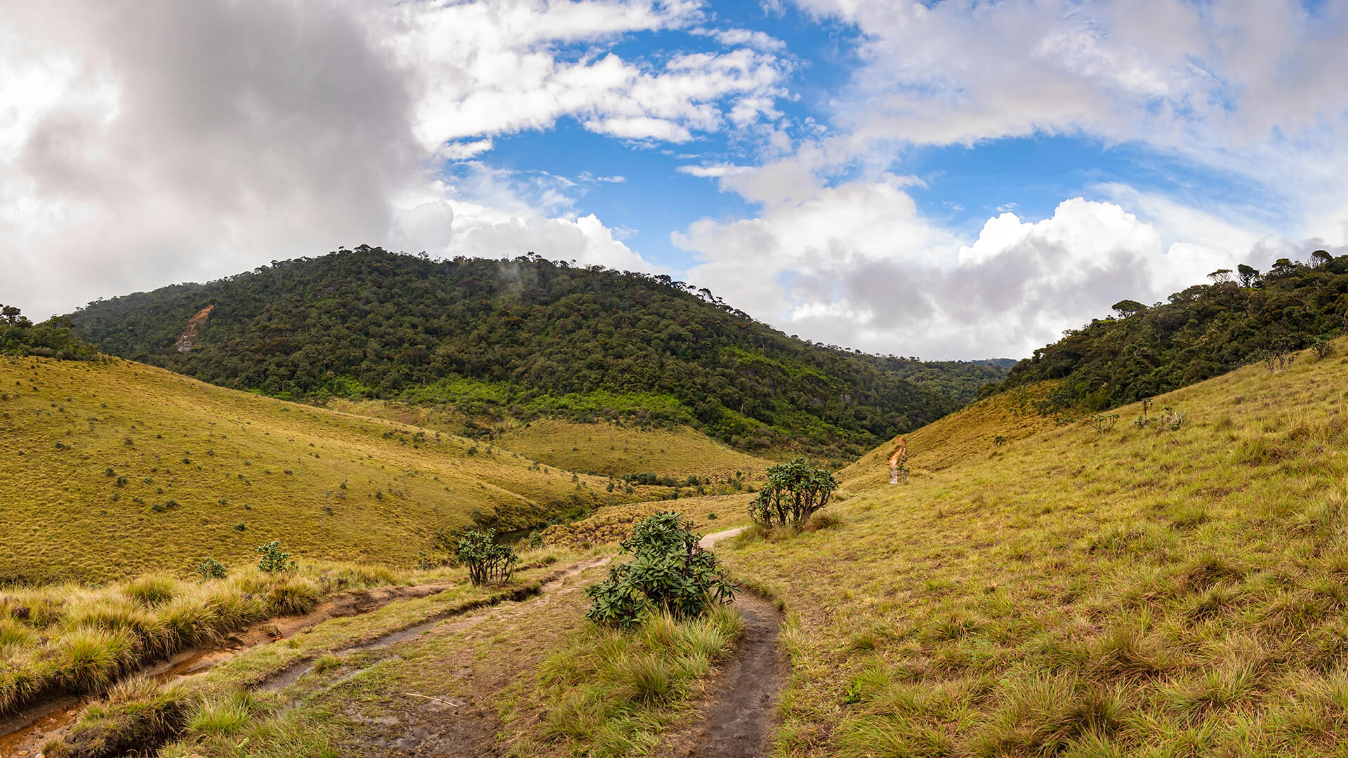 panoramic-view-of-horton-plains-in-sri-lanka-2023-11-27-05-30-34-utc