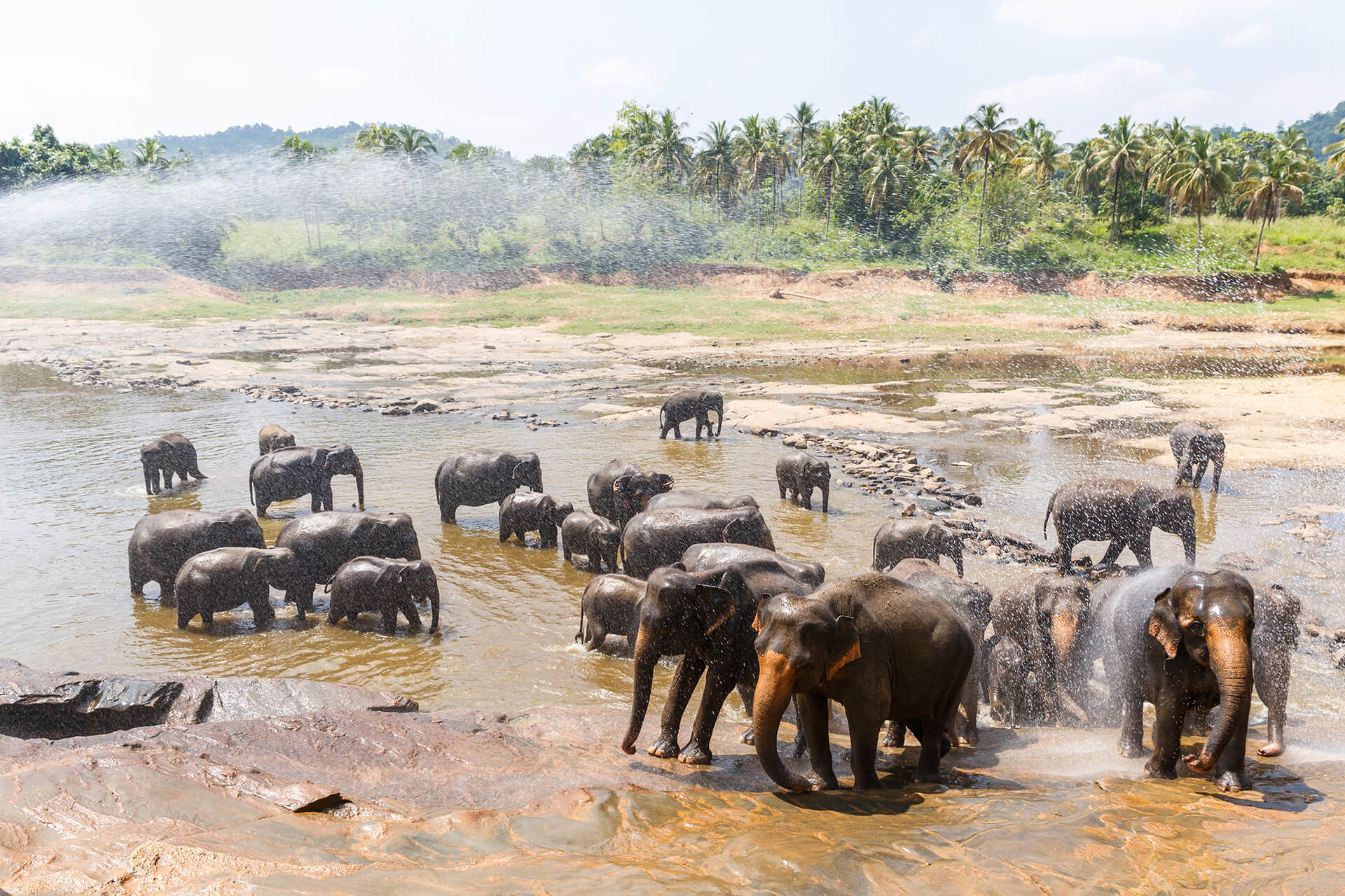 scenic-view-of-wild-elephants-in-natural-habitat-i-2023-11-27-05-11-12-utc