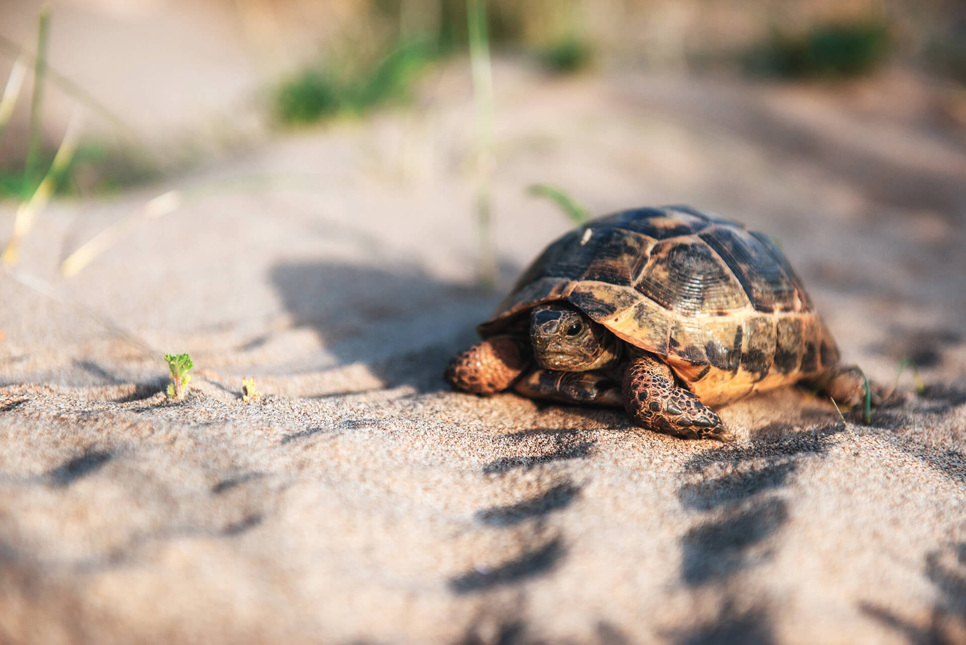 turtle-goes-slowly-in-the-sand-with-its-protective-sri-lanka